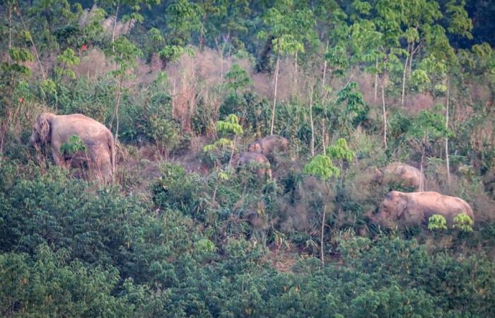 Thailand puts wild elephants on birth control as human-animal conflict rises