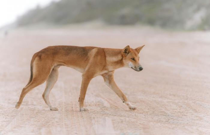 Backlash as Australia kills dingoes after backpacker death