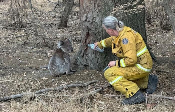 Record-breaking Australia heatwave fuels bushfires, cuts power to thousands