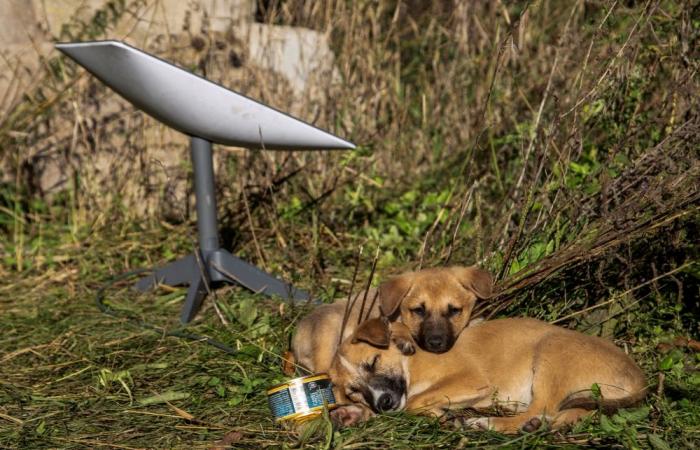 Vietnam grants licence to Musk’s Starlink, expanding satellite internet access