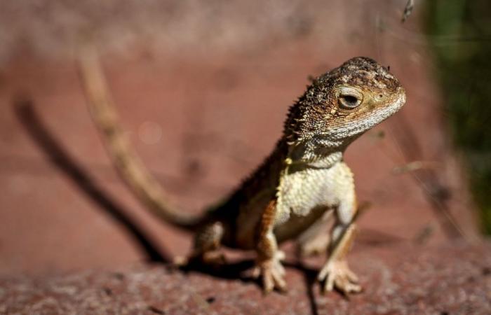 Sydney man jailed eight years for smuggling native reptiles in popcorn bags