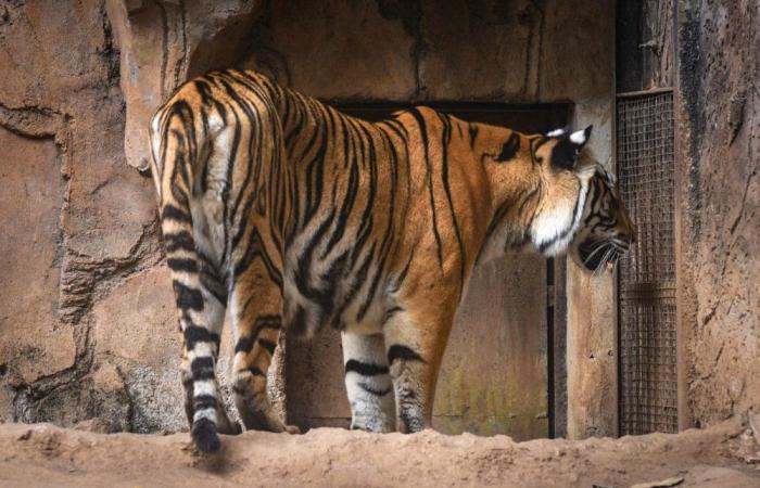Born last year, gone in days: Feline virus claims two Bengal tiger cubs at Bandung Zoo in Indonesia