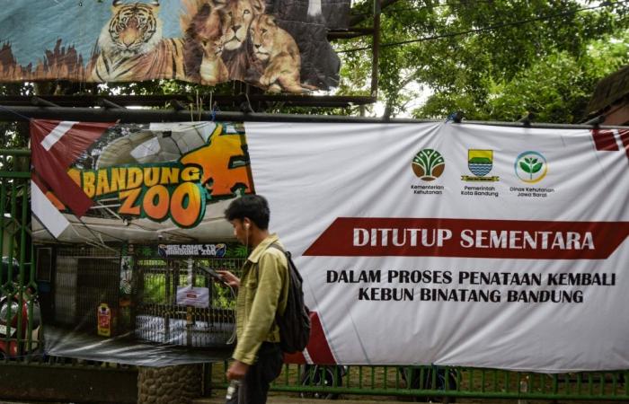 Born last year, gone in days: Feline virus claims two Bengal tiger cubs at Bandung Zoo in Indonesia