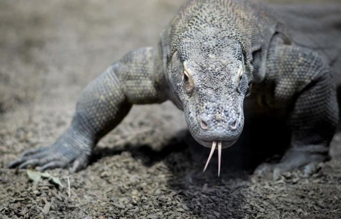 Indonesia to loan endangered Komodo dragons to Japan for breeding, in exchange for red pandas and giraffes