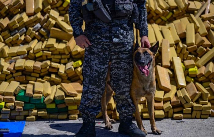‘Hulk’ smashes records: Sniffer dog uncovers Brazil’s largest-ever marijuana seizure at 48 tons
