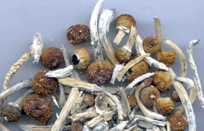 Magic‑mushroom therapies: What research shows as Trump seeks faster review of psychedelic treatments