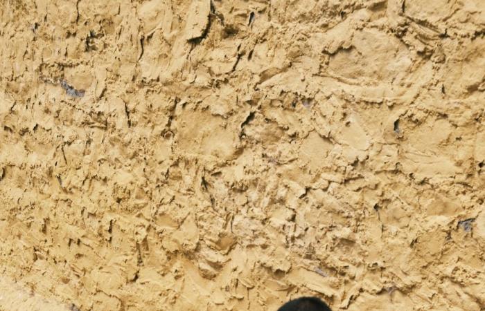 Sri Lanka detains 22 monks returning from Thailand over record cannabis haul