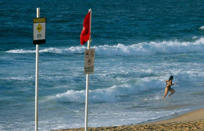 Shark alert: Sydney beaches shut after whale carcass draws great whites and bull sharks