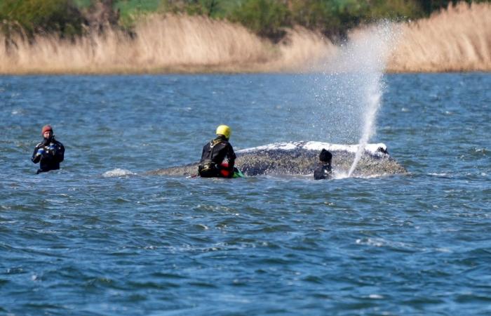 Germany launches multi‑day operation to move stranded humpback from Baltic to North Sea