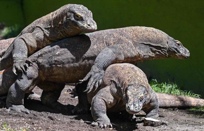 Dragon diplomacy: Indonesia sends Komodo pair to Japan zoo under conservation agreement