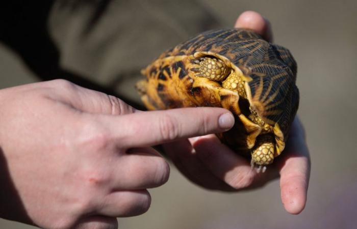 Thailand busts Taiwanese woman hiding 30 star tortoises under her clothes at Suvarnabhumi