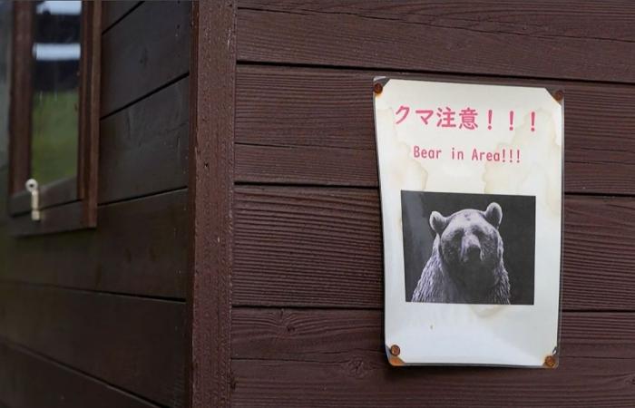 Hungry bears on the prowl: Japan confirms first deadly attack of 2026
