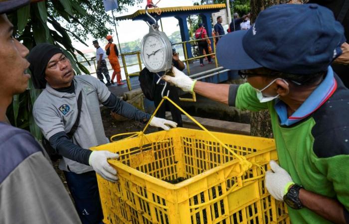 Invasive ‘sucking fish’ floods Jakarta rivers, piling up in toxic pollution zones