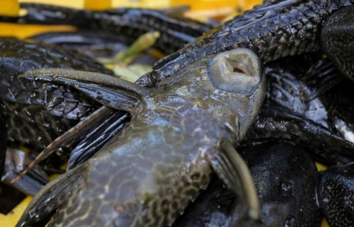 Invasive ‘sucking fish’ floods Jakarta rivers, piling up in toxic pollution zones