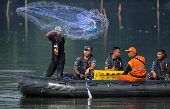 Invasive ‘sucking fish’ floods Jakarta rivers, piling up in toxic pollution zones