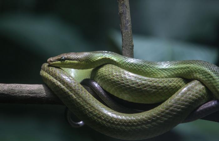 India school meal scare: 165 children ill after free lunch, snake found in pot