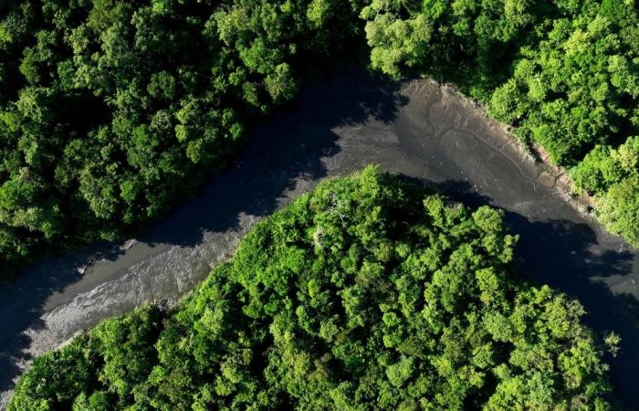 Report: Amazon rainforest ‘under attack’ from organised crime