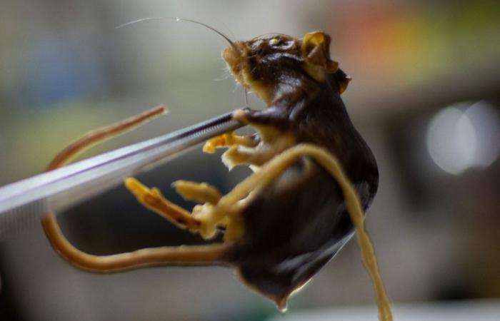 WHO says deadly cruise ship hantavirus outbreak involves rare human-to-human strain