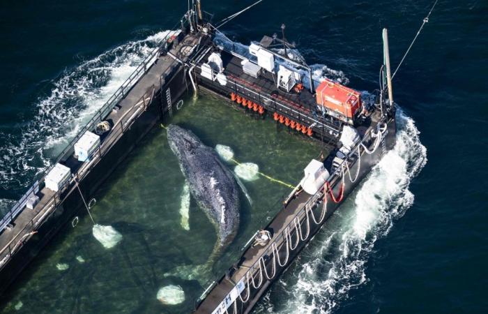 ‘Timmy’ the humpback whale saved in €1.5m Germany rescue found dead in Danish waters