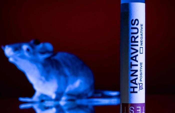 Rodent hunt begins in Argentina’s remote Tierra del Fuego to probe hantavirus risk