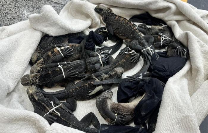 Three Thais arrested in Ecuador over alleged trafficking of rare Galapagos iguanas