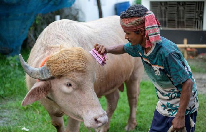 Bangladesh crowds flock to see blond buffalo dubbed ‘Donald Trump’ before Eid sacrifice