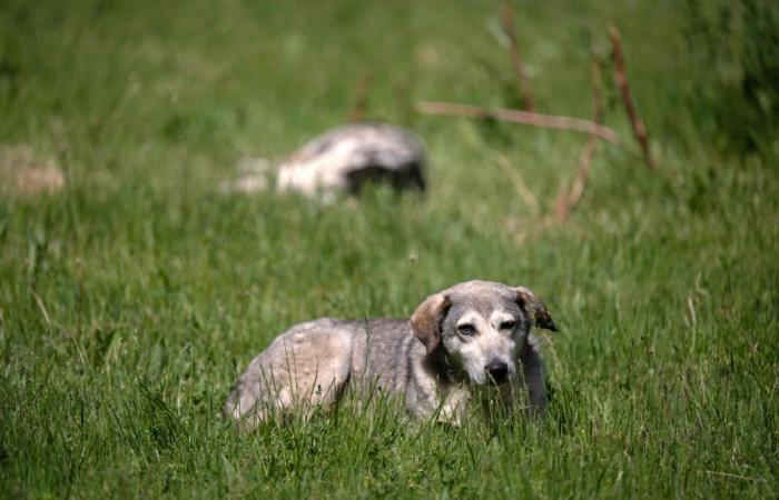 The dog did it: US cops stunned after pet allegedly fires shotgun outside store, injures woman