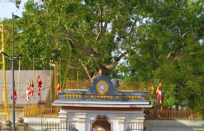 Sri Lanka suspends senior monk accused of child abuse, stripped of sacred Bodhi tree custodianship
