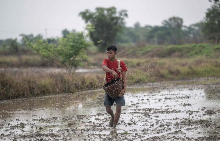 Myanmar rice farmers struggle as fertiliser prices soar and fuel supplies tighten