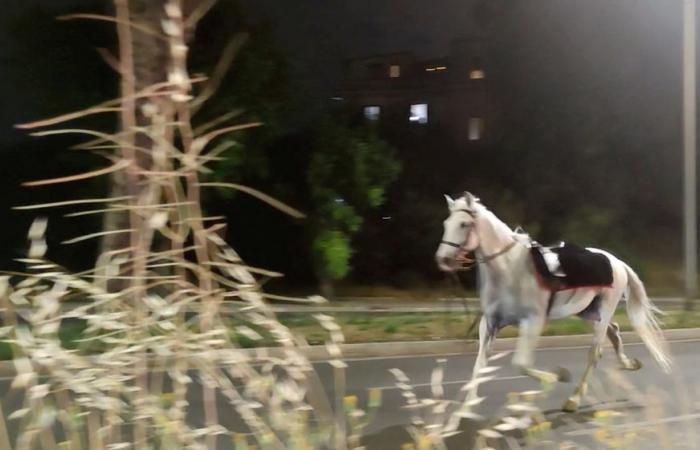 From parade drill to pandemonium: Horses gallop 14km through Rome after unauthorised fireworks