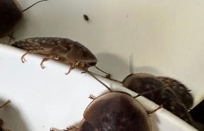 Australia seizes 100,000 cockroaches from illegal breeding operation