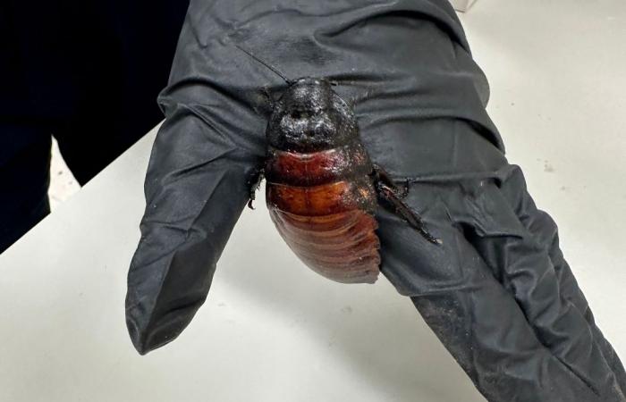 Australia seizes 100,000 cockroaches from illegal breeding operation