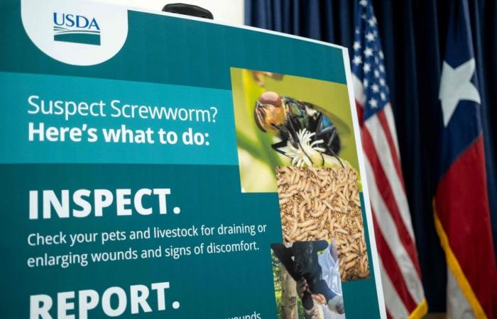 US reports second case of dangerous livestock pest