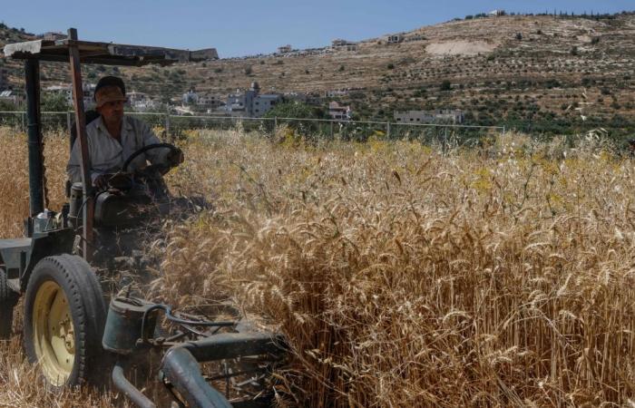 Palestinian farmers ‘steal’ their own crops as settler violence surges across occupied West Bank