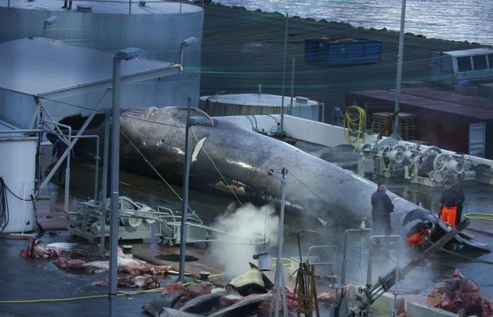 Iceland resumes whale hunt despite global outrage, activists condemn cruel slaughter for unwanted meat
