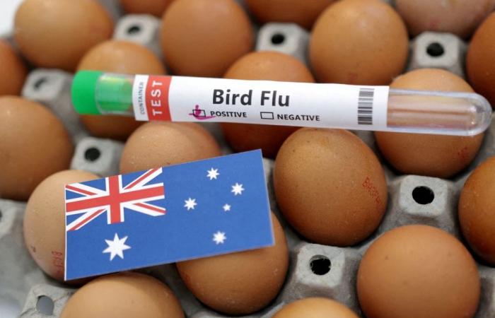 Australia confirms second H5N1 bird flu case in three days, vows to curb spread
