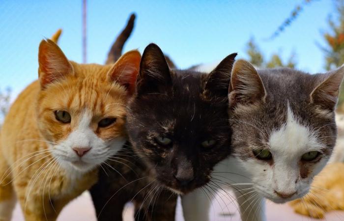 Cat meat trade thrives in Indochina as superstition keeps brutal underground market alive
