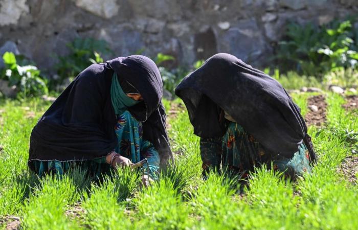Against the odds: Afghan women farmers keep remote village alive under Taliban rule
