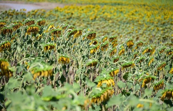 No rice, no life: Italian farmers fear another devastating drought as heatwave dries up paddies