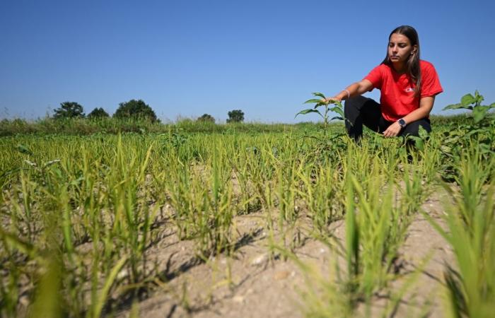 No rice, no life: Italian farmers fear another devastating drought as heatwave dries up paddies