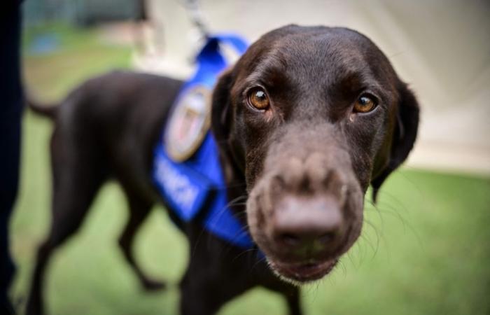 Four‑legged rescuers bring hope — and moments of joy — amid devastation in Venezuela