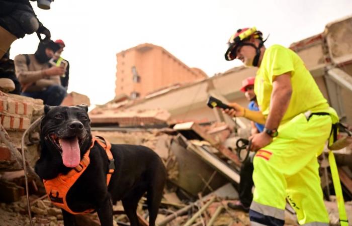 Four‑legged rescuers bring hope — and moments of joy — amid devastation in Venezuela
