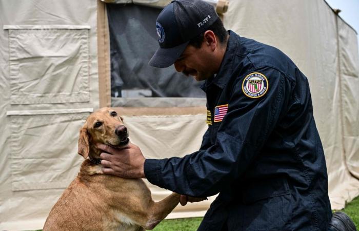 Four‑legged rescuers bring hope — and moments of joy — amid devastation in Venezuela