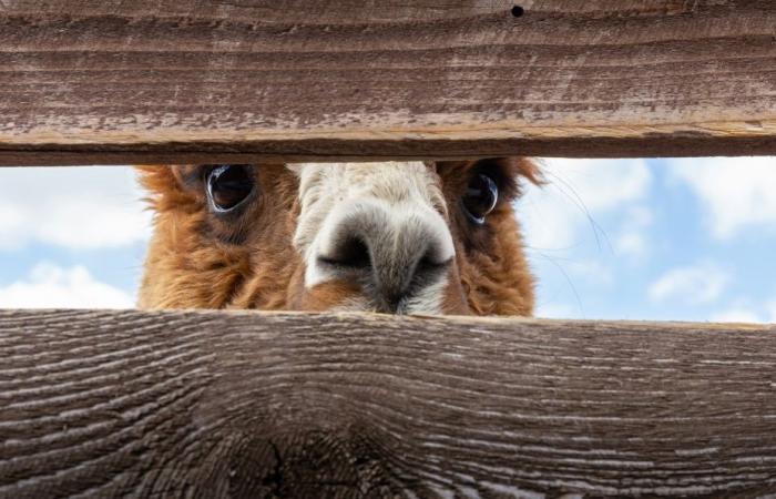 Alpacas, mini pigs and zebras set loose after floods hit China zoo