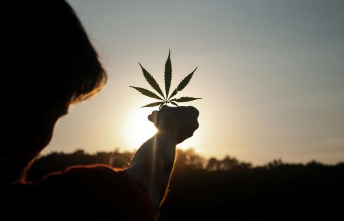 Kenyan judge tells Rastafarians their religious ‘high’ is still a crime