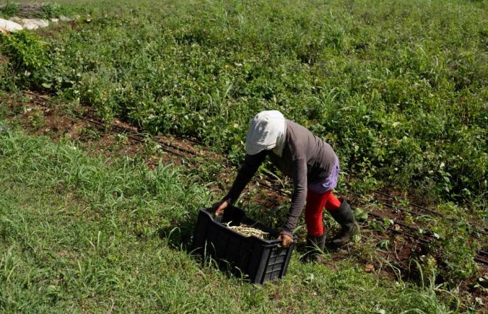 Tractor sits idle, oxen pull plough as Cuba’s energy crunch cripples small farms