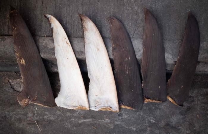 Illegal shark fins flood Senegal port as Chinese vessels flout bans, conservationists alarmed