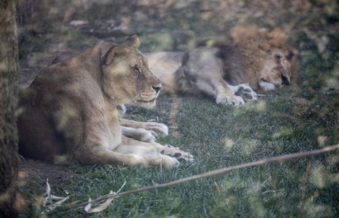 Suspected heatstroke kills three lions at Japan zoo