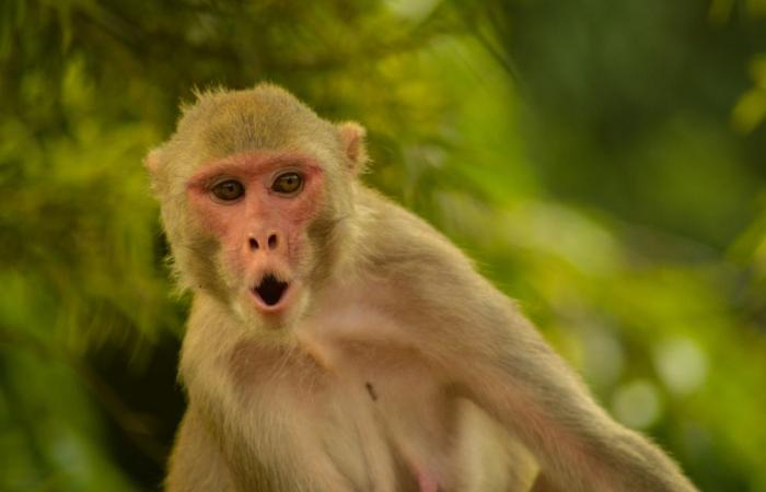 One monkey, 18 human victims: Sumatra finally catches attacker after two-week rampage forced island-wide school shutdown