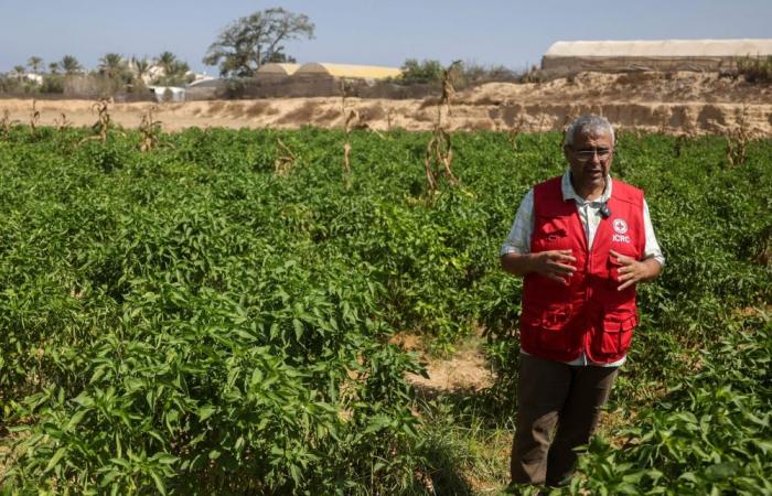 ‘Ray of hope’: Gaza seed bank rebuilds stocks destroyed by war in bid to revive farming